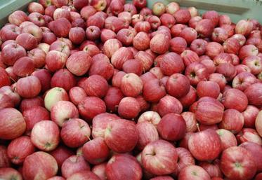 + 4 % de production de pommes en 2015.