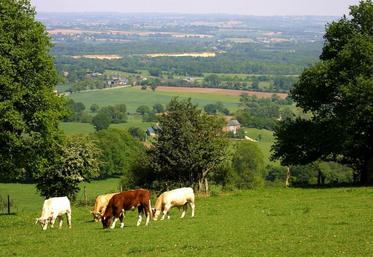 “Les éleveurs laitiers et les éleveurs qui engraissent leurs animaux seront les grands perdants de cette future Pac, avec des baisses de soutiens qui vont de moins 15 à moins 40 % à l’horizon 2019”, s’inquiètent FRSEA et JA Pays de la Loire dans un communiqué de presse.