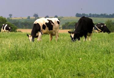 Prim'Holstein au pâturage