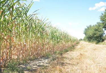 Les maïs souffrent en cette période estivale. Les prochaines prévisions n’annoncent rien de bon.