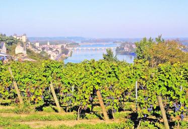 Le circuit œnotouristique mis en place par le syndicat des vignerons du Saumur-Champigny met en avant les panoramas du bord de Loire.