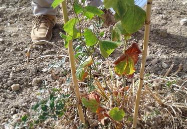 Jeune plant de chenin affaibli par la sécheresse, dans les Côteaux-du-Layon.