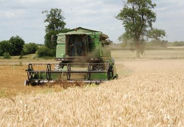 En Maine-et-Loire, les rendements varient entre 69 et 75 quintaux pour le blé 
tendre et 56 à 70 quintaux pour le blé dur.