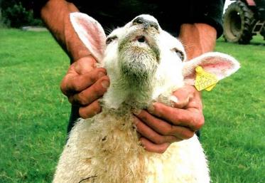 Signes cliniques sur un mouton : forte fièvre, naseaux et mufle ulcérés, croûtés par la suite, animal sans forces.