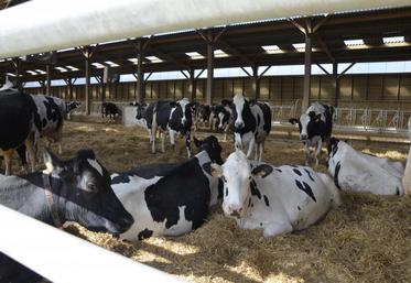 Lorsqu’elles ne sont pas au pâturage, les vaches laitières évoluent sur une aire paillée exposée plein Sud. Elles y disposent de 10 m2 chacune.