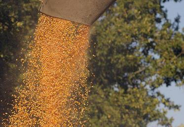 La production de maïs accuse une baisse de 23 % sur l'ensemble de la France, selon l'AGPM.