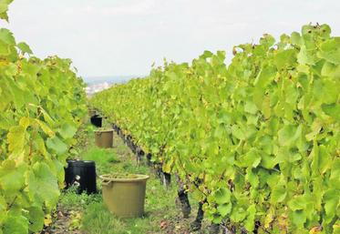 La récolte des grolleau gris et noirs, cépages des rosés d’Anjou et de Loire, va pouvoir débuter lundi 20 septembre.