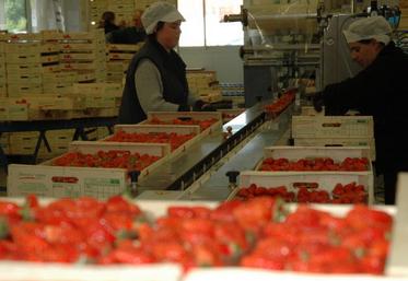 Les exportations de fruits et légumes représentent 5 milliards € de chiffre d'affaires pour la France.