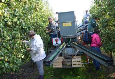 La filière arboricole recrute plus de 1 000 saisonniers par an dans le Maine-et-Loire, principalement pour la  cueillette des fruits.