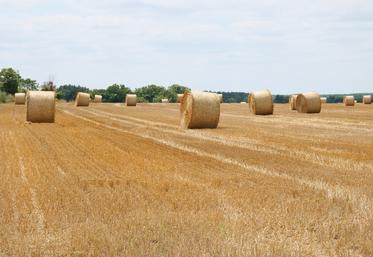 En Anjou, le nombre de  champs moissonnés augmentent progressivement. Mais la majorité des surfaces restent encore à récolter.