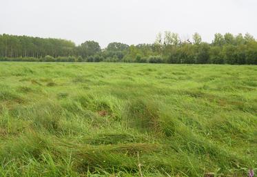 Dans les marais, le foin reste encore à récolter.