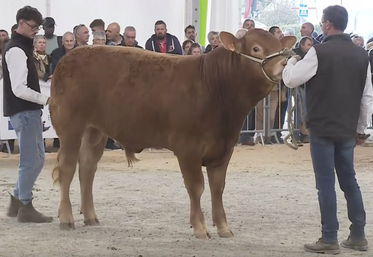 Ulysse, né le 7 juillet 2023, fils de Panthéon RJ x Infidèle RRE.