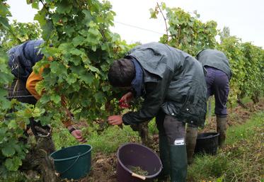 Les élèves de Première CGEVV ont récolté les premières baies mercredi matin.