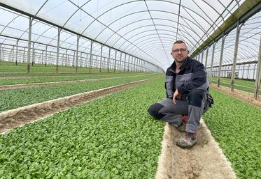 Thomas Godard fournit chaque année environ 250 tonnes de mâche à sa coopérative.