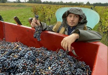 Sur une parcelle de cabernet franc en appellation Anjou Villages Brissac, mardi, Victor Robion se hâte de vendanger avant que la pourriture n'atteigne les baies.