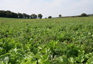 Les couverts végétaux ont été semés le 8 août sur la parcelle de limon sableux à Chazé-sur-Argos.