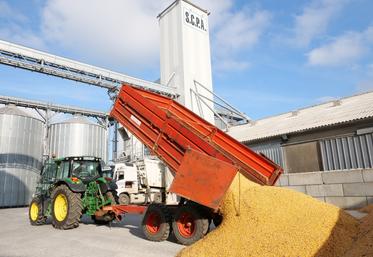 Livraison de maïs, vendredi 8 novembre au silo de Dénezé-sous-Doué. Lucien Sausseau, responsable d'exploitation, consulte le taux d'humidité.