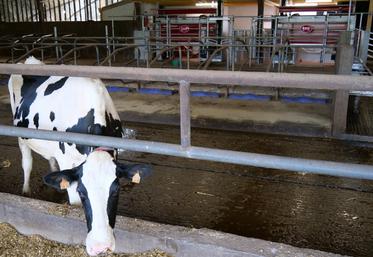 Le tiers des élevages laitiers sont aujourd'hui robotisés en Pays de la Loire.