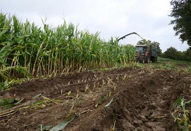 Chantier d'ensilage, début octobre à La Séguinière. Ici, l'agriculteur a renoncé à semer du ray-grass et a laissé le sol tel quel pour l'hiver.