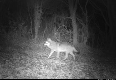 Une photographie du loup aperçu en Maine-et-Loire.