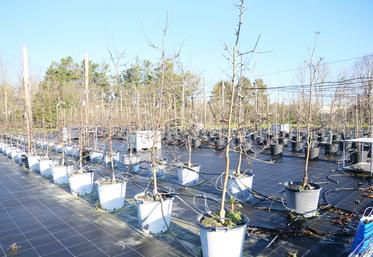 Dans le parc de containers est testé le lien entre nutrition des pommiers et stimulateurs de défense des plantes.