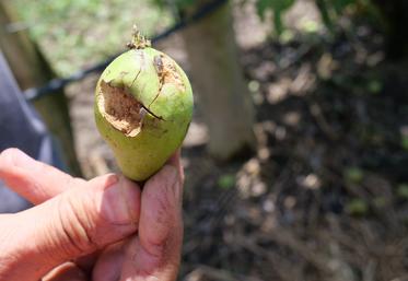 Dégâts de grêle sur poires.