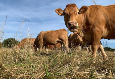 Faire pâturer du foin sur pied aux vaches gestantes n'a pas d'impact significatif sur les performances zootechniques des animaux.
