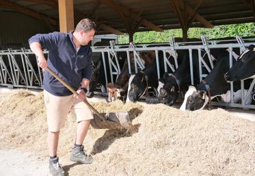 La stabulation dispose désormais de 135 places de logettes avec plusieurs cases pour les vaches taries (ici sur la photo). Le foin, récolté sur 25 ha, est distribué à l'ensemble des animaux.