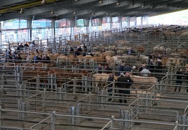 321 animaux maigres étaient proposés à la vente lundi 19 mai, dont 225 broutards. Chaque abattoir dispose d'une case pour rassembler les animaux achetés au marché. Antoine Giret, co-associé du négoce SAS Giret-Cailleau.