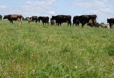 Paddock au 2 juin. Sauf en période de forte pousse, les vaches ne reviennent sur les paddocks que tous 21 à 23 jours. 