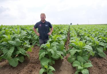Lucas Devy dans sa parcelle de tabac blond. A gauche, une partie arrosée au goutte-à-goutte s'est développée plus vite que la partie irriguée à l'enrouleur.