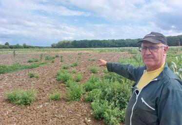 A Jarzé Villages, Patrice Maugour a perdu 4 ha de maïs ensilage et 0,5 ha de maïs semence à cause des choucas.