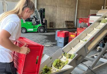 Au lycée Edgard Pisani de Montreuil-Bellay, la rentrée a déjà eu lieu cette semaine pour les BTS viticulture-œnologie, qui ont attaqué les vendanges.