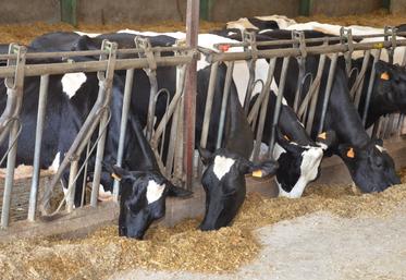 RGI semé le 28 août  et sorgho fourrager semé le 26 juillet chez Julien Gremaud à Saint-Georges-des-Gardes.