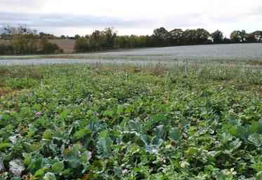 Dans la parcelle, le trèfle, semé à une densité de 13 kg/ha, coexiste avec des repousses de colza, lors de l'implantation du blé, lundi 27 octobre à Miré.