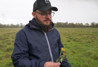La parcelle de Grindelia reste enherbée. L'entretien est notamment assuré par de l'éco-paturage avec des moutons d'un élevage de Somloire.