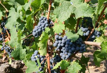 Au domaine vignes biches, au Vaudelnay, les premiers coups de sécateurs ont été donnés le 18 août.