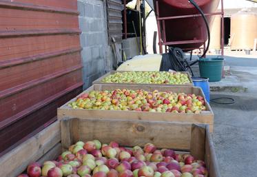 Dix variétés de pomme à cidre sont implantées dans les vergers de la Hanère.