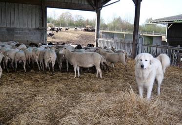 Le troupeau de 400 brebis est protégé par 5 chiens.