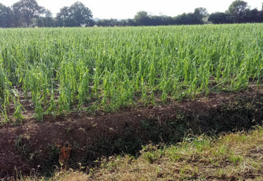 En juin 2025, cette parcelle de maïs a subi une violente averse de grêle, au Gaec des Flées.