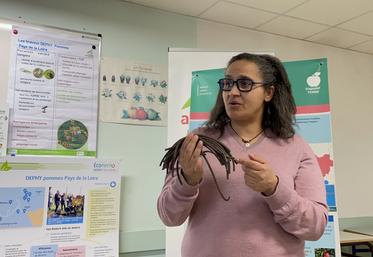 "Le piégeage massif des anthonomes, que l'on teste avec ces petits tubes, semble fonctionner", indique Nadia Tounsi, conseillère arboriculture à la Chambre d'agriculture Pays de la Loire et animatrice Dephy Ferme.
