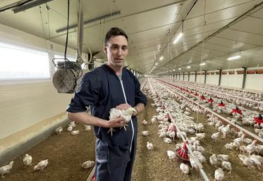 Valentin Breget produit près de 400 000 poulets à l'année pour l'organisation de production sarthoise Alimab. Ici, avec un lot de 18 jours. 