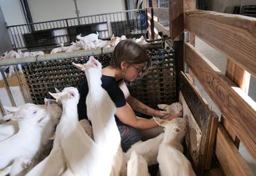 Blandine Augereau gère les mises bas et l'élevage des chevrettes avec son frère Nicolas. Elle aide les chevreaux et chevrettes à s'alimenter à la louve.