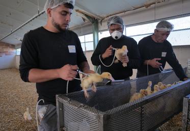 Vaccination de canards dans un élevage de Maine-et-Loire.