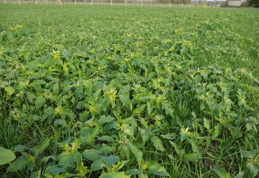 Parcelle envahie de datura stramoine, en novembre 2022, à Saumur.