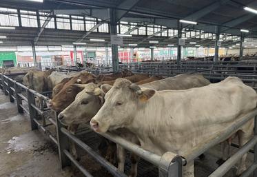 Le foirail intercommunal de Châteaubriant peut recevoir jusqu'à 2 400 animaux sous la halle couverte.