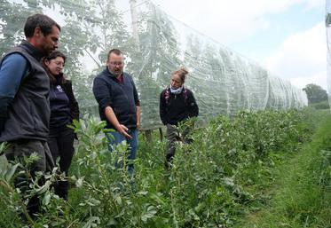 Bruno Jaloux, de l'Institut Agro d'Angers, en observation avec Laurina Chioso, conseillère arbo à la Chambre d'Agriculture, au Verger de la Hanère, une exploitation intégrée dans le projet Diver'ant. « On veut que les fourmis viennent sur la féverole, et non sur les arbres », explique-t-il.