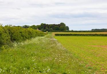 La mesure MAEC PHY5, ouverte en Pays de la Loire, est réservée aux exploitations qui ont moins de 10 UGB herbivores et qui ont pour objectif une forte diminution des IFT (minimum 20 % de cultures à Bas Niveau d'Intrants parmi les terres arables). Les engagements doivent se faire à la PAC comme les autres MAEC, d'ici le 15 mai. Un diagnostic devra ensuite être réalisé avant le 15 septembre 2026. Les agriculteurs bio sont éligibles à la mesure. En parallèle, pour les éleveurs herbagers, l'engage...