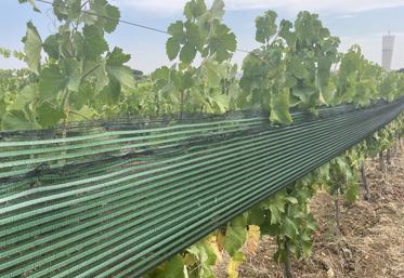 Les filets d'ombrage réduisent l'échaudage de la vigne.