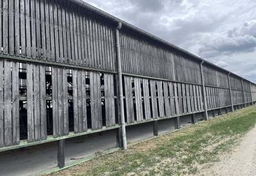 Pour aérer les bâtiments vaches laitières et taries, des planches de bardage ont été retirées.